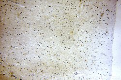 SV2B Rabbit anti-Human, Mouse, Rat, Polyclonal, Proteintech 150 &mu;L;