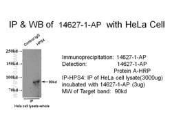 HPS4 Rabbit anti-Human, Polyclonal, Proteintech:Antibodies:Primary Antibodies