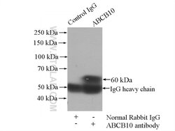 ABCB10 Rabbit anti-Human, Mouse, Rat, Polyclonal, Proteintech 150 μL;