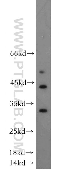 DUSP15 Rabbit anti-Human, Mouse, Rat, Polyclonal, Proteintech:Antibodies:Primary