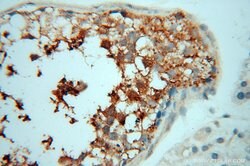PPP1R15B Rabbit anti-Human, Mouse, Rat, Polyclonal, Proteintech:Antibodies:Primary