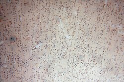 PPP1R15B Rabbit anti-Human, Mouse, Rat, Polyclonal, Proteintech:Antibodies:Primary