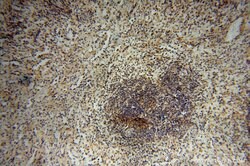 PPP1R15B Rabbit anti-Human, Mouse, Rat, Polyclonal, Proteintech:Antibodies:Primary