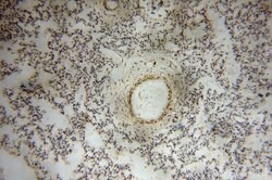 PPP1R15B Rabbit anti-Human, Mouse, Rat, Polyclonal, Proteintech:Antibodies:Primary