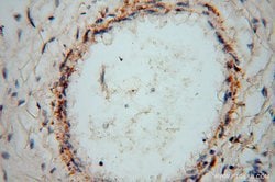 PPP1R15B Rabbit anti-Human, Mouse, Rat, Polyclonal, Proteintech:Antibodies:Primary
