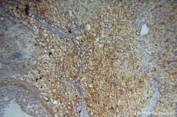 PPP1R15B Rabbit anti-Human, Mouse, Rat, Polyclonal, Proteintech:Antibodies:Primary