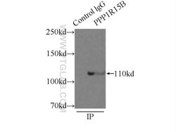 PPP1R15B Rabbit anti-Human, Mouse, Rat, Polyclonal, Proteintech:Antibodies:Primary