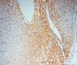 NCF4 Rabbit anti-Human, Mouse, Rat, Polyclonal, Proteintech 150 &mu;L;