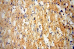NCF4 Rabbit anti-Human, Mouse, Rat, Polyclonal, Proteintech 150 &mu;L;