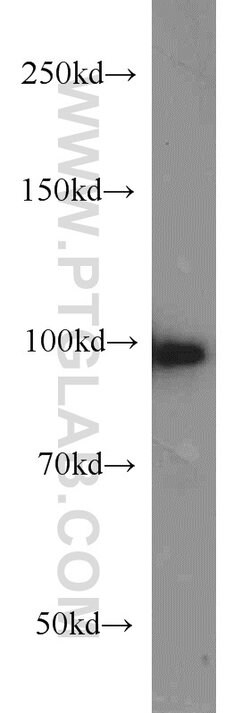 POSH Rabbit anti-Human, Mouse, Rat, Polyclonal, Proteintech 150 &mu;L;