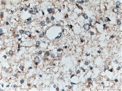 POSH Rabbit anti-Human, Mouse, Rat, Polyclonal, Proteintech 150 &mu;L;