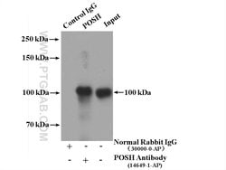 POSH Rabbit anti-Human, Mouse, Rat, Polyclonal, Proteintech 150 &mu;L;
