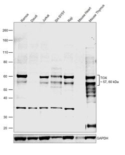 Invitrogen TOX Monoclonal Antibody (TXRX10), eBioscience 100 &mu;g; Unconjugated:Antibodies,
