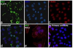 Neural/Glial Antigen 2 (NG2) Monoclonal Antibody (9.2.27), eBioscience
