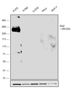 Neural/Glial Antigen 2 (NG2) Monoclonal Antibody (9.2.27), eBioscience
