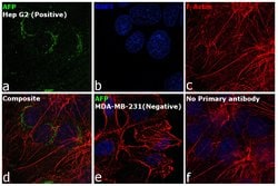 Invitrogen alpha-Fetoprotein Monoclonal Antibody (AFP3), eBioscience ,