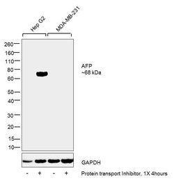 Invitrogen alpha-Fetoprotein Monoclonal Antibody (AFP3), eBioscience ,