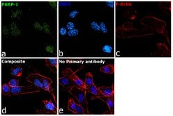 Invitrogen PARP1 Monoclonal Antibody (HC2R8), eBioscience , Invitrogen