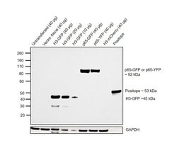 GFP Monoclonal Antibody (GF28R), eBioscience , Invitrogen:Antibodies:Primary
