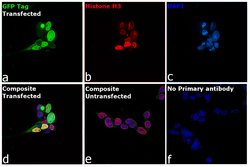 GFP Monoclonal Antibody (GF28R), eBioscience , Invitrogen:Antibodies:Primary