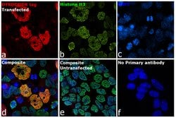 DYKDDDDK Tag Monoclonal Antibody (FG4R), eBioscience , Invitrogen:Antibodies:Primary