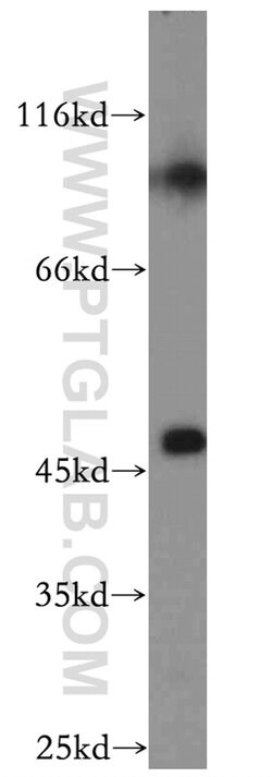 SLC25A24 Rabbit anti-Human, Mouse, Rat, Polyclonal, Proteintech:Antibodies:Primary