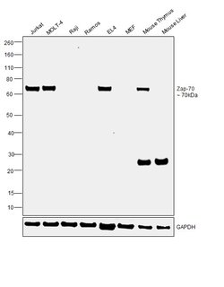 Zap-70 Monoclonal Antibody (1E7.2), eBioscience , Invitrogen:Anticuerpos:Anticuerpos