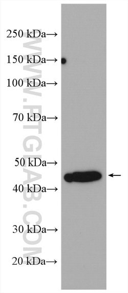 HLA-F Rabbit anti-Human, Polyclonal, Proteintech 150 &mu;L; Unconjugated:Antibodies