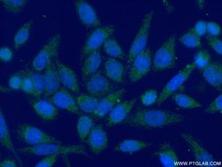 MRPL48 Rabbit anti-Human, Mouse, Rat, Polyclonal, Proteintech:Antibodies:Primary