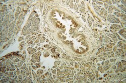 MRPL48 Rabbit anti-Human, Mouse, Rat, Polyclonal, Proteintech:Antibodies:Primary