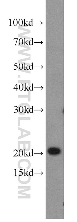 MRPL48 Rabbit anti-Human, Mouse, Rat, Polyclonal, Proteintech:Antibodies:Primary