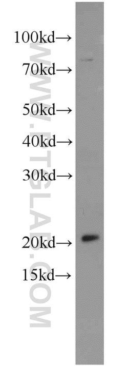 MRPL48 Rabbit anti-Human, Mouse, Rat, Polyclonal, Proteintech:Antibodies:Primary