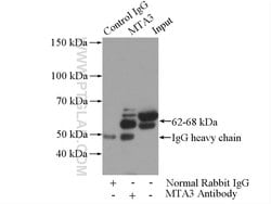 MTA3 Rabbit anti-Human, Mouse, Rat, Polyclonal, Proteintech:Antibodies:Primary