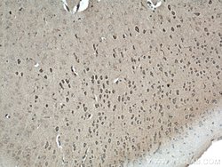 NBAS Rabbit anti-Human, Mouse, Rat, Polyclonal, Proteintech 150 &mu;L;