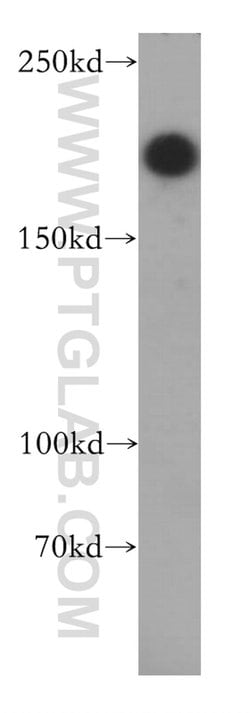NBAS Rabbit anti-Human, Mouse, Rat, Polyclonal, Proteintech 150 &mu;L;