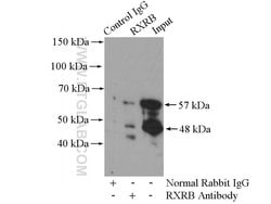 RXRB Rabbit anti-Human, Mouse, Rat, Polyclonal, Proteintech 150 &mu;L;