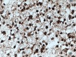 Thumbnail_AGAP2 Rabbit anti-Human, Mouse, Rat, Polyclonal, Proteintech:Antibodies:Primary
