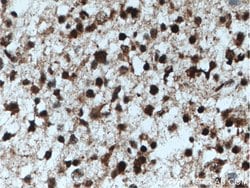 AGAP2 Rabbit anti-Human, Mouse, Rat, Polyclonal, Proteintech:Antibodies:Primary