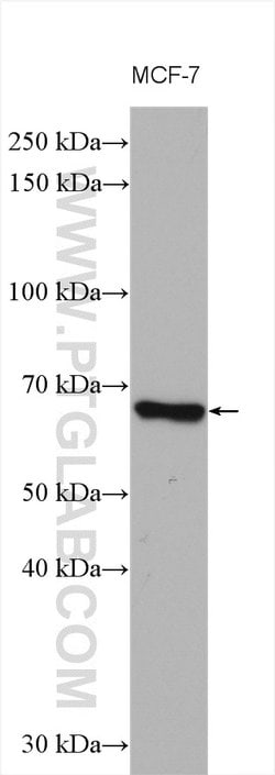 VANGL1 Rabbit anti-Human, Mouse, Rat, Polyclonal, Proteintech:Antibodies:Primary
