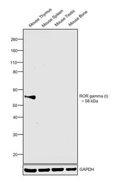 ROR gamma (t) Monoclonal Antibody (B2D), eBioscience , Invitrogen:Antibodies:Primary