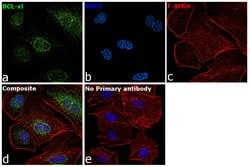 Invitrogen Bcl-X Monoclonal Antibody (2H12), eBioscience:Antibodies:Primary