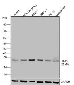 Invitrogen Bcl-X Monoclonal Antibody (2H12), eBioscience:Antibodies:Primary