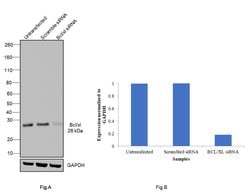 Invitrogen Bcl-X Monoclonal Antibody (2H12), eBioscience:Antibodies:Primary