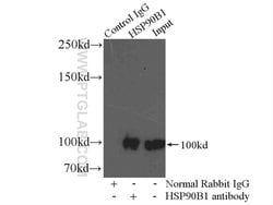GRP94 Rabbit anti-Human, Mouse, Rat, Polyclonal, Proteintech:Anticuerpos:Anticuerpos