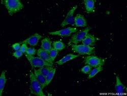 RPL19 Rabbit anti-Human, Mouse, Rat, Polyclonal, Proteintech 150 &mu;L;