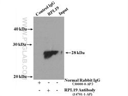 RPL19 Rabbit anti-Human, Mouse, Rat, Polyclonal, Proteintech 150 &mu;L;
