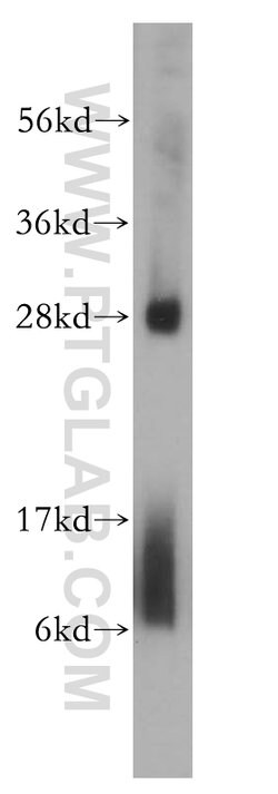 RPL19 Rabbit anti-Human, Mouse, Rat, Polyclonal, Proteintech 150 &mu;L;