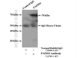 PAPSS1 Rabbit anti-Human, Mouse, Rat, Polyclonal, Proteintech 20 &mu;L;