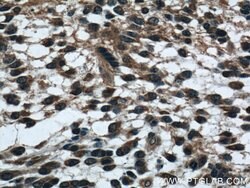 PEX19 Rabbit anti-Human, Mouse, Rat, Polyclonal, Proteintech 150 &mu;L;