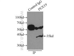 PEX19 Rabbit anti-Human, Mouse, Rat, Polyclonal, Proteintech 150 &mu;L;